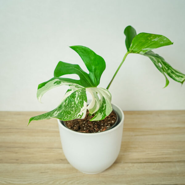 monstera-deliciosa-variegata-sadzonka