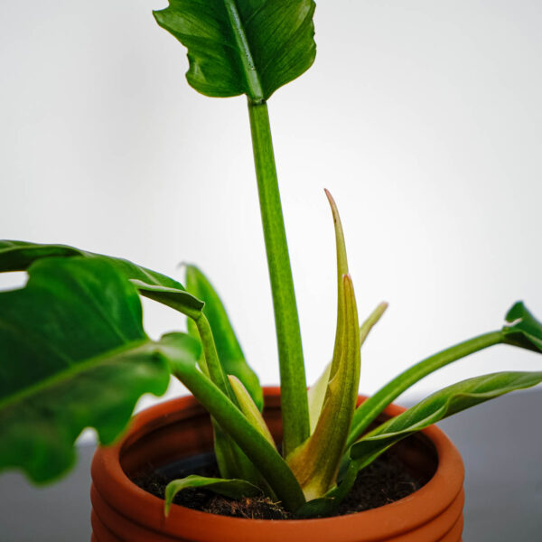 philodendron-narrow