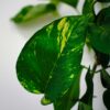 epipremnum-zlociste-aureum