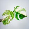 monstera-deliciosa-variegata-sadzonka