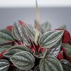 peperomia-santorini