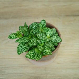 fittonia-mosaic-marble-green