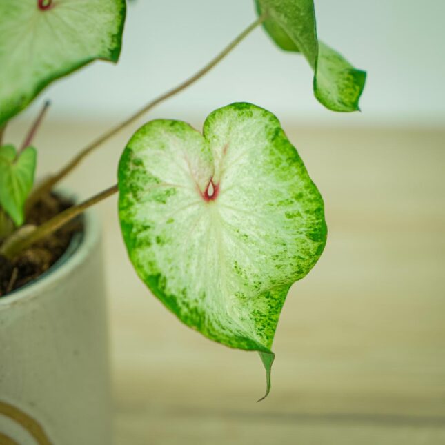 caladium-white-wonder