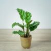 calathea-freddie-baby