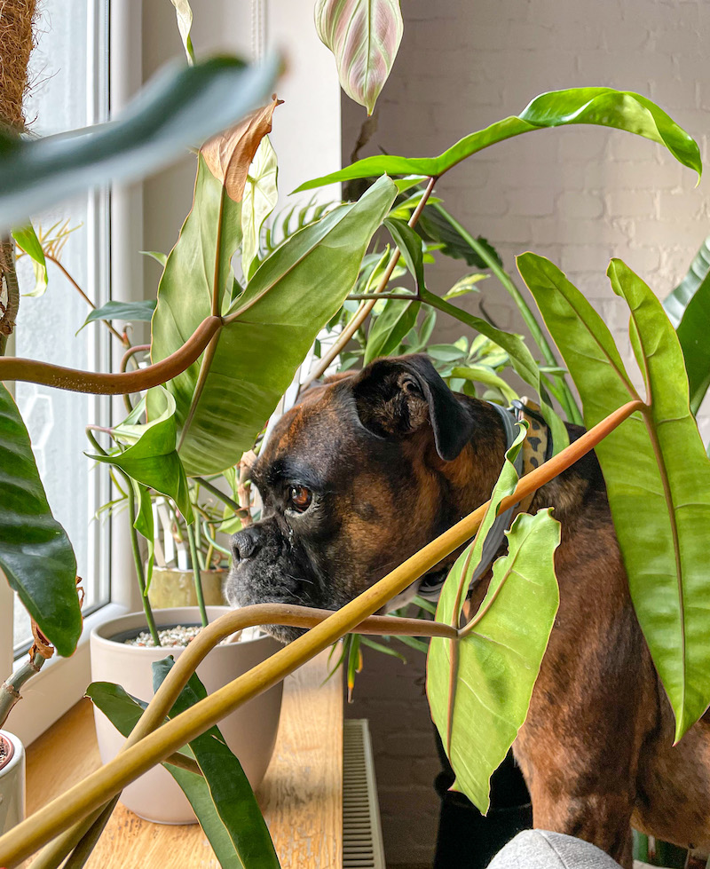 Pies bokser na parapecie wśród rośliny i filodendronów