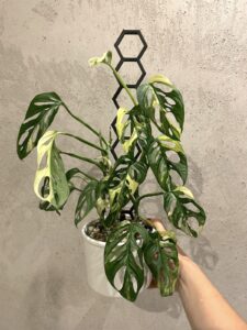 Ręka trzymająca dużą sadzonkę - to monstera adansonii variegata z drabinką 3d.