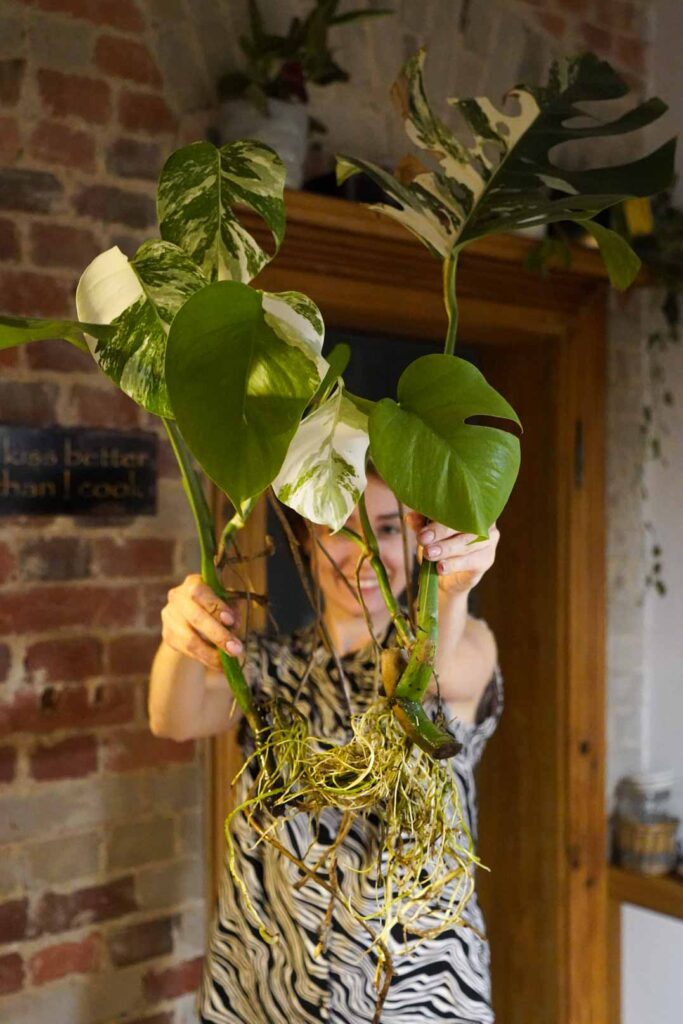 Dziewczyna trzymająca sadzonkę monstery z widoczną bryłą korzeniową, jej odmiana to monstera deliciosa variegata