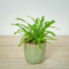 paproc-duffy-nephrolepis-cordifolia