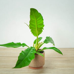 philodendron-narrow