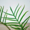 philodendron-tortum