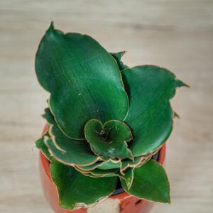 sansevieria-star-rose