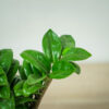 zamioculcas-zamiifolia-zenzi