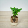 zamioculcas-zamiifolia-zenzi-baby