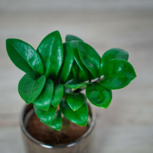 zamioculcas-zamiifolia-zenzi-baby