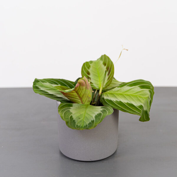 Maranta silver band