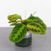 Maranta noid cat moustache 'dark’