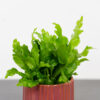paproc-zanokcica-asplenium-nidus-campio