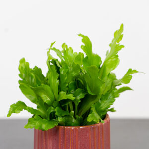 paproc-zanokcica-asplenium-nidus-campio