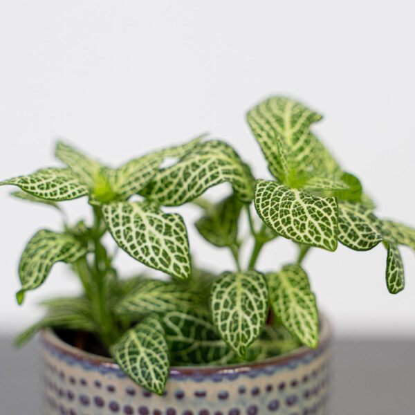 fittonia-anne-white