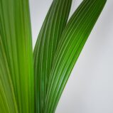palma-kokosowa-cocos-nucifera