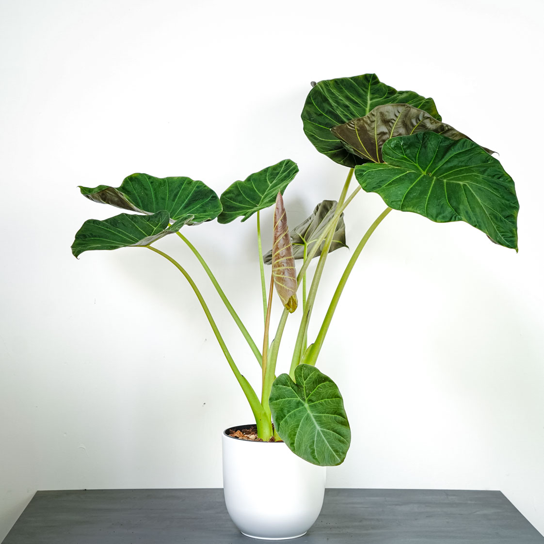 The Majestic Alocasia Regal Shield: A Tapestry Of Opulent Greens And Silvery Shimmer