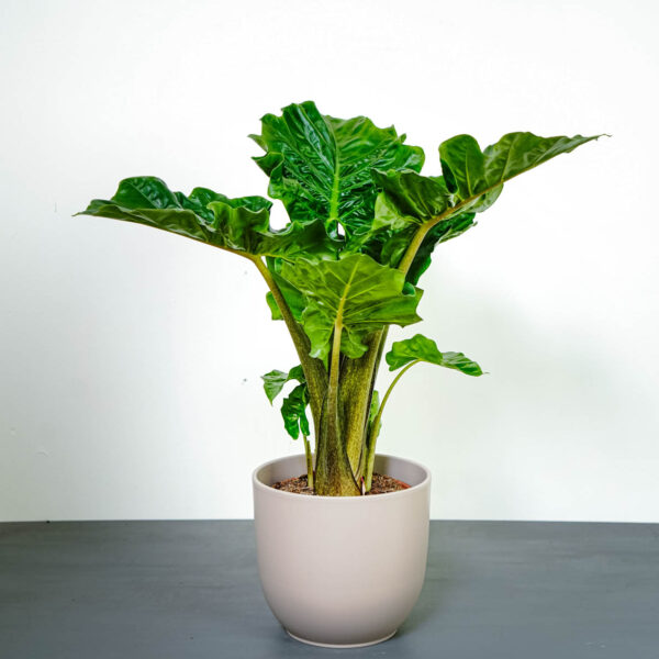 alokazja-low-rider-alocasia