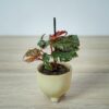begonia-serratipetala