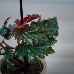 begonia-serratipetala