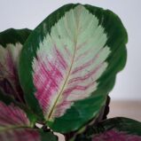 calathea-roseopicta-rosy