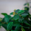 peperomia-angulata-rocca-scuro