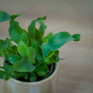 phlebodium-blue-star-baby
