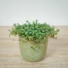 pilea-glaucophylla-greyzy