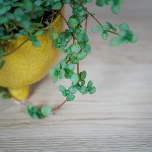 pilea-glaucophylla-greyzy