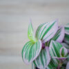 trzykrotka-nanouk-tradescantia-albiflora