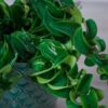 eszynantus-twister-aeschynanthus