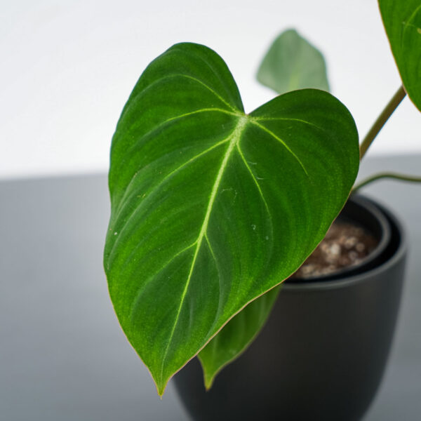 philodendron-gloriosum