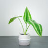 5schismatoglottis-wallichii