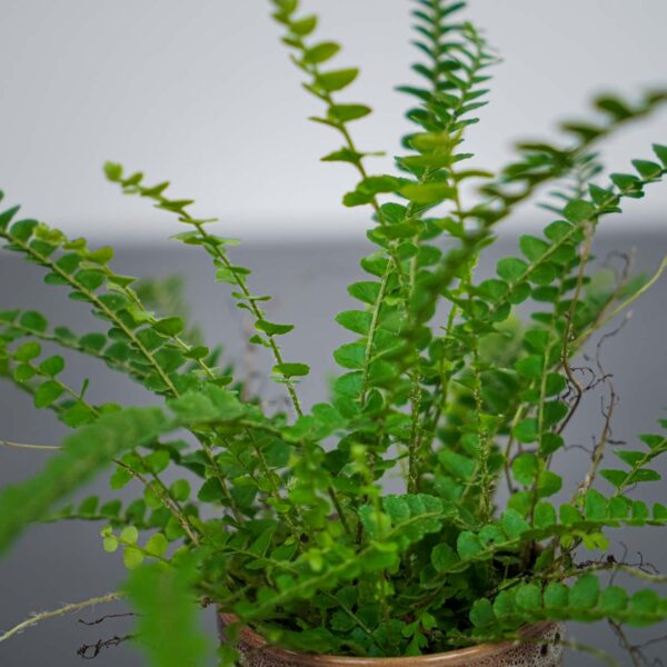 paproc-duffy-baby-nephrolepis-cordifolia