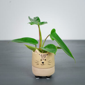 philodendron-florida-green-baby