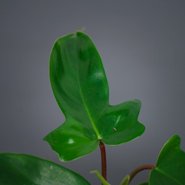 philodendron-florida-green-baby