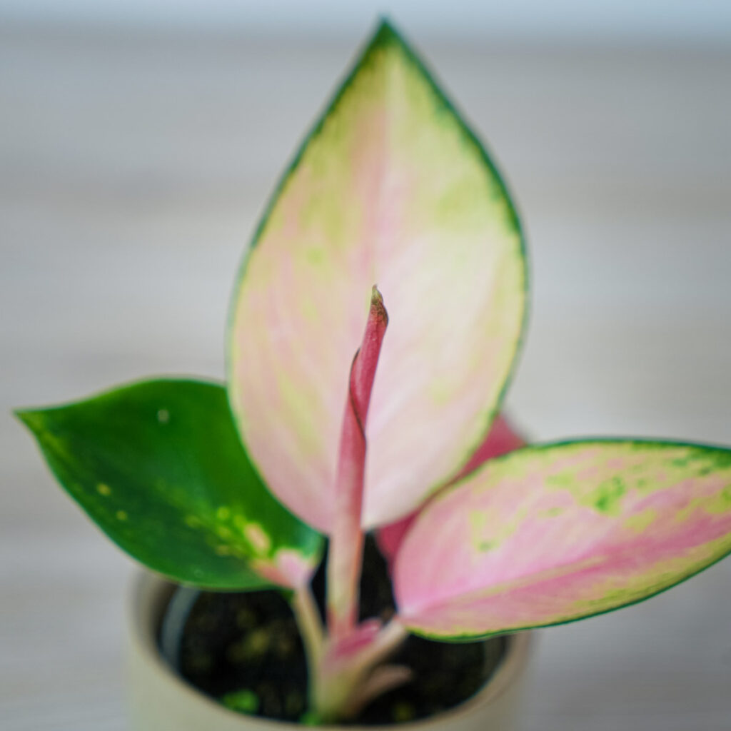 Aglaonema red dragon baby - Mała Szklarnia