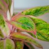 aglaonema-salmon-fantasy-golden-papaya