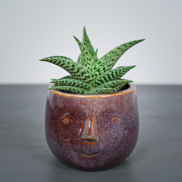 aloes-variegata-tribal-aloe
