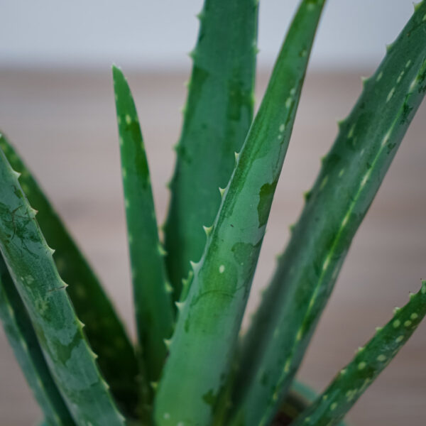 aloes-zwyczajny-aloe-vera
