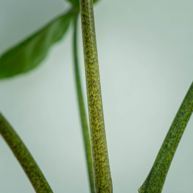 alokazja-macrorrhiza-stingray-alocasia