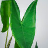 alokazja-zebrina-alocasia