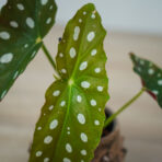 begonia-maculata-wightii-baby