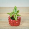 calathea-vittata-baby