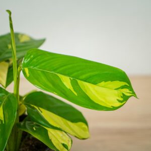 ctenanthe-golden-mosaic