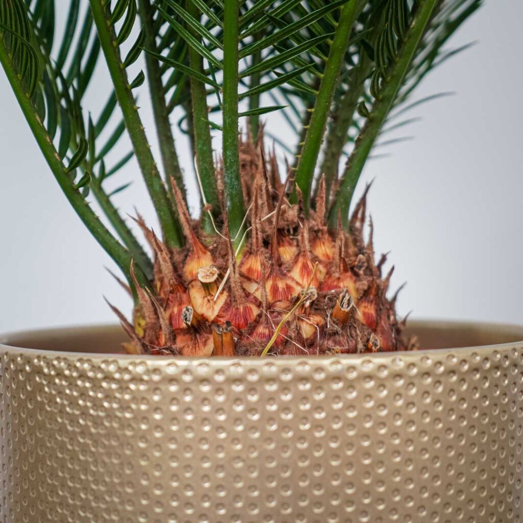 Cykas (cycas revoluta) - Mała Szklarnia